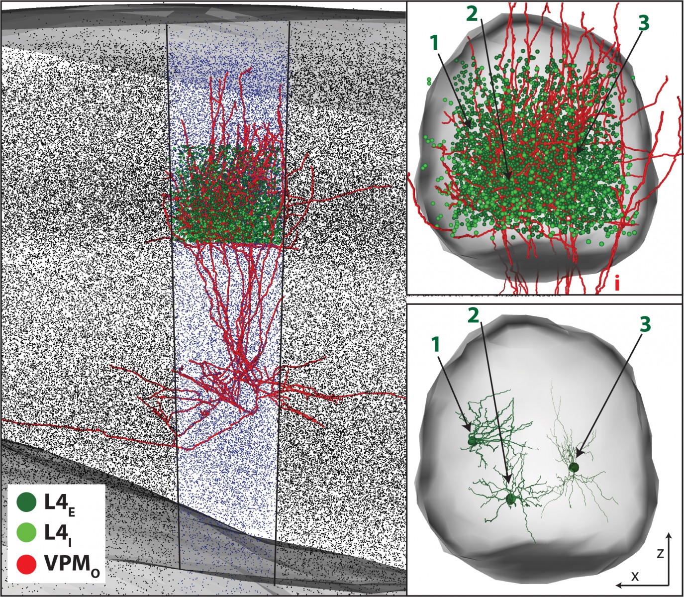 Modell der neuronalen Netzwerke in der sensorischen Großhirnrinde